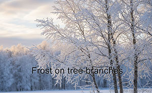 Frost on tree branches