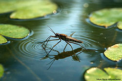 Water strider