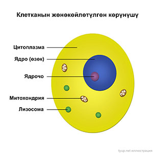 Клетка түзүмү (жөнөкөйлөтүлгөн иллюстрация)