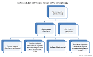 McKenna & Bell, 1997 жана Nowak систематикасы, 1991